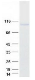 SDS-PAGE TLR4-614HFL.jpg